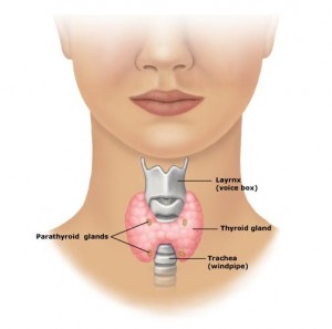 thyroid hair loss